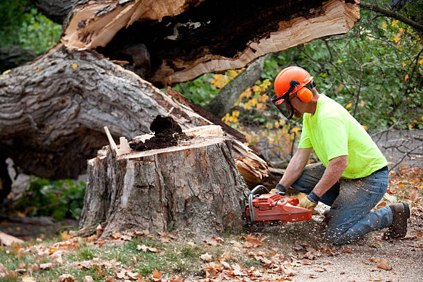 Best Tree Cutting Near Me  in Blue Mound, IL